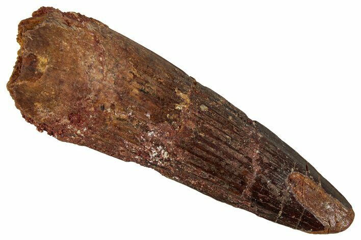 Fossil Spinosaurus Tooth - Real Dinosaur Tooth #354811